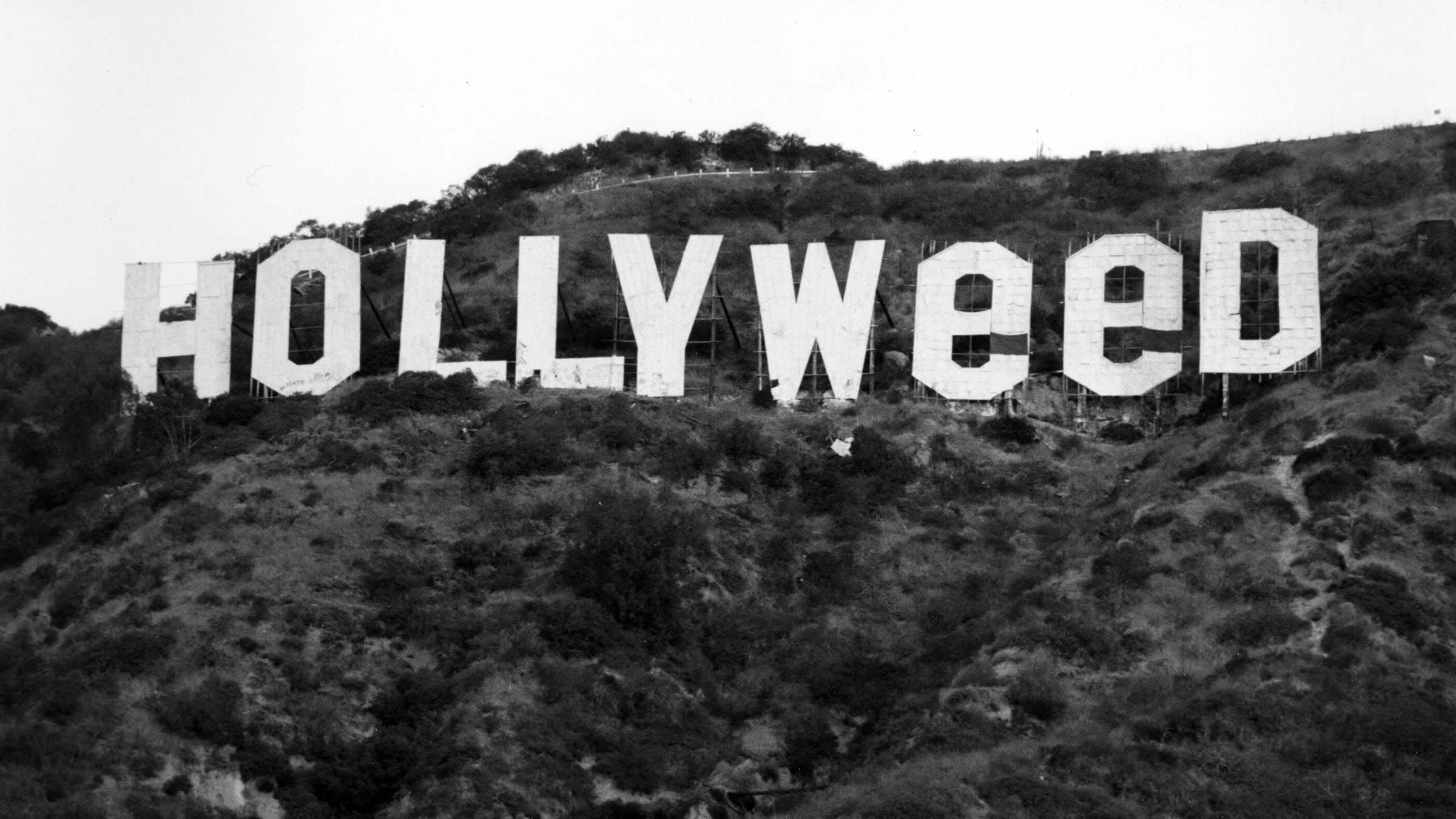 Hollyweed yazdılar Amerika'nın gündemine oturdular!